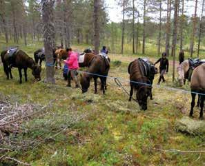 maastoja. Niiden on hyvä jo koulutusvaiheessa tottua erilaisiin käsittelijöihin, ja tuttu lauma vaelluksella tuo turvaa hevoselle.