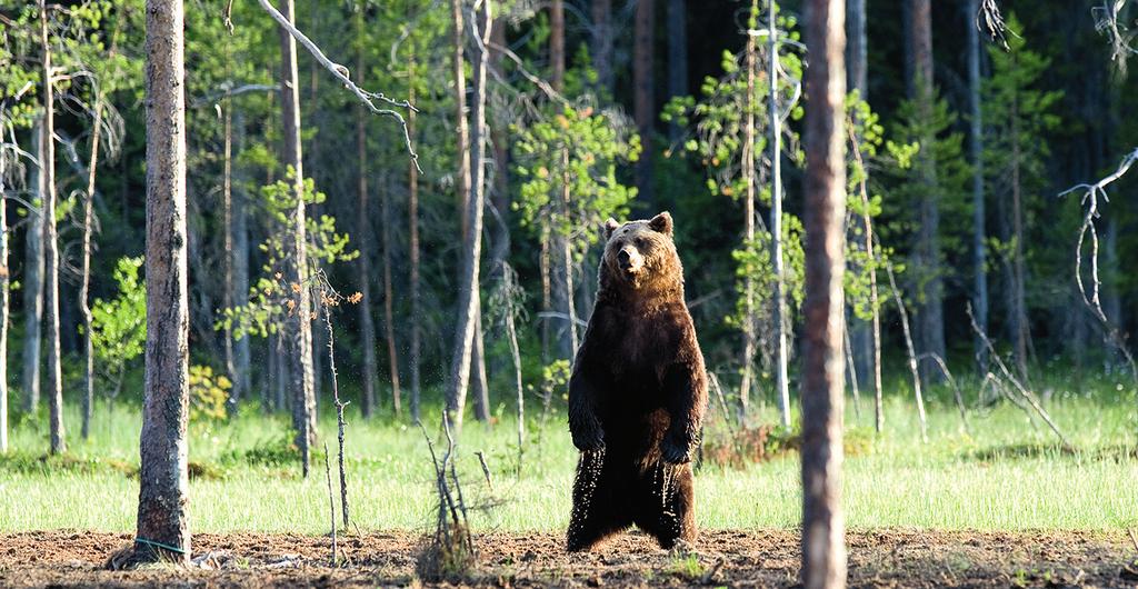 LUONNONYSTÄVÄN LISÄTURVA Vakuutusyhtiö Chubb on kehittänyt WWF:n tukijoille räätälöityjä Luonnonystävän lisäturva -vakuutuksia.