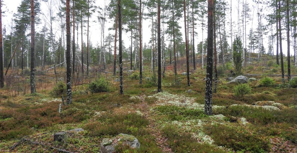 Osa-alue sopisi EU:n luontodirektiivin IV-liitteen lajin kirjoverkkoperhosen (Euphydryas maturna) elinympäristöksi. Kuva 2. Suunnitellun laajennusalueen harvennettua mäntyä ja koivua kasvavaa metsää.