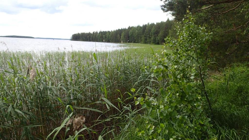 FCG SUUNNITTELU JA TEKNIIKKA OY Luontoselvitys 8 (10) Kuva 8. Maisemanäkymä Isohiekalta pohjoiseen suuntaan. 4.