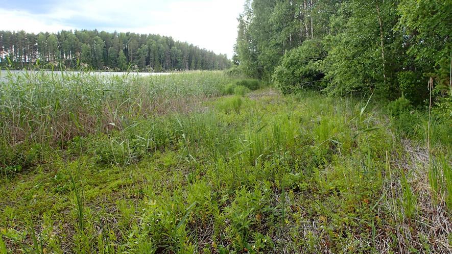 FCG SUUNNITTELU JA TEKNIIKKA OY Luontoselvitys 10 (10) Kuva 11. Isohiekan maatuvalle järviruo olle on muodostunut monipuolinen rantaniitty. 5 Lähteet Lampinen, R. & Lahti, T. 2017: Kasviatlas 2016.