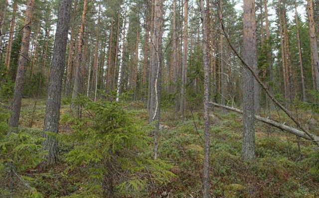 FCG SUUNNITTELU JA TEKNIIKKA OY Luontoselvitys