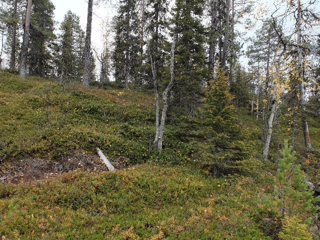 Yli-Heikinjärven osa-alueen rantavyöhyke on länsiosastaan topografialtaan melko vaihteleva.