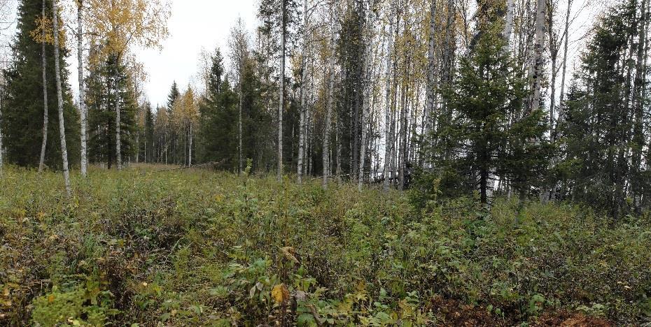 mänty-kuusi sekapuustoa. Kuvat 3ab. Kuvissa Iso Särkiluoman ranta-aluetta.