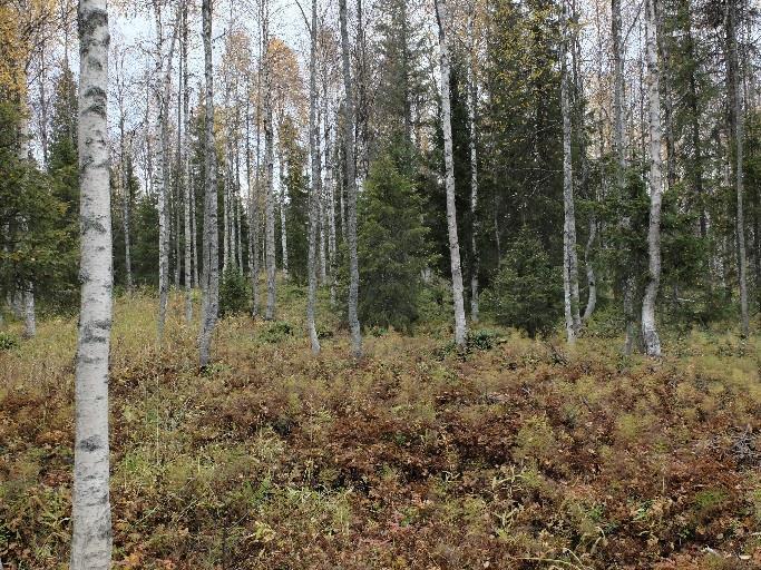 Puusto on nuorehkoa sekapuustoa. Maapuita tai pökkelöitä ei esiinny.