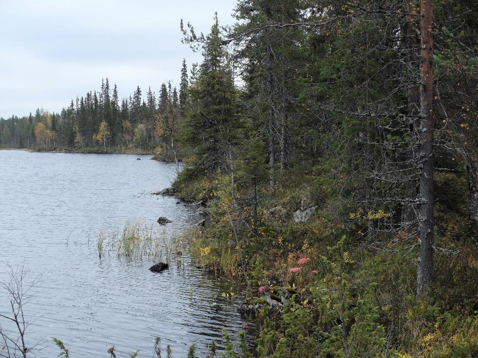 Mänty on kuitenkin ehdoton valtapuu selänteellä. Maapuita tai pystypökkelöitä ei esiinny. Harva sekapuustoinen kangas hallitsee, kun kuljetaan itään päin (ks. kuva 5).