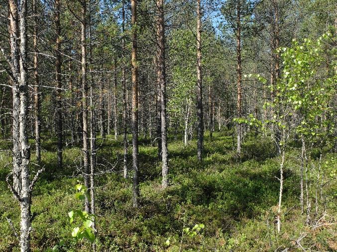 3 Kasvillisuus Tässä luontoinventoinnissa on tarkasteltu alueen luontoa laajemmin kuin ranta-asemakaavan rajaamalla alueella.