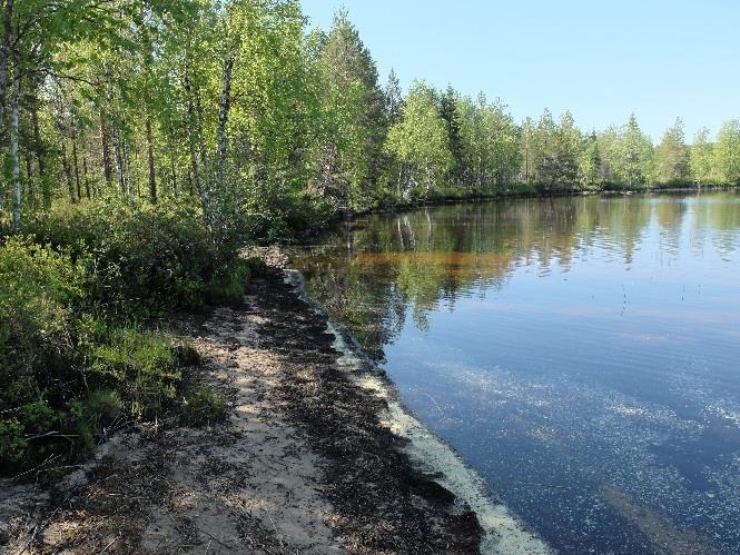 loma-asunnolta kohti Suihkonniemeä, on metsäkasvillisuus sekapuustoista turvekangasta tai ojikkoa.