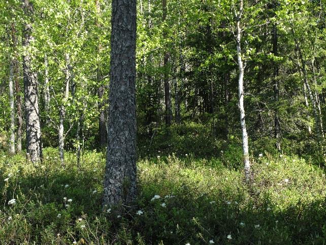 loma-asutuksen luoteispuolen ranta-alueelta.