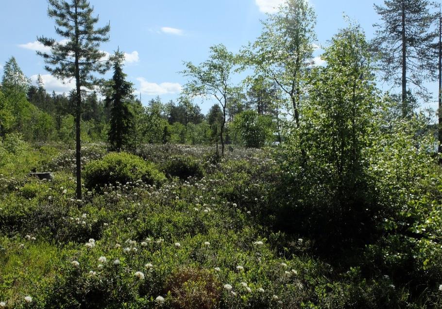 Maapuita tai pystypökkelöitä ei esiinny.