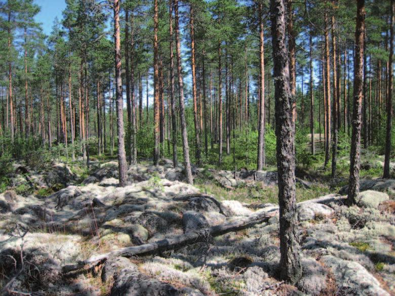 Kuva : Alueelle tyypillistä mäntyvaltaista kallioselännettä. Kallioalueiden läheisyydessä yleisimpänä metsätyyppinä ovat mäntyvaltaiset kuivahkot ja kuivat kankaat.