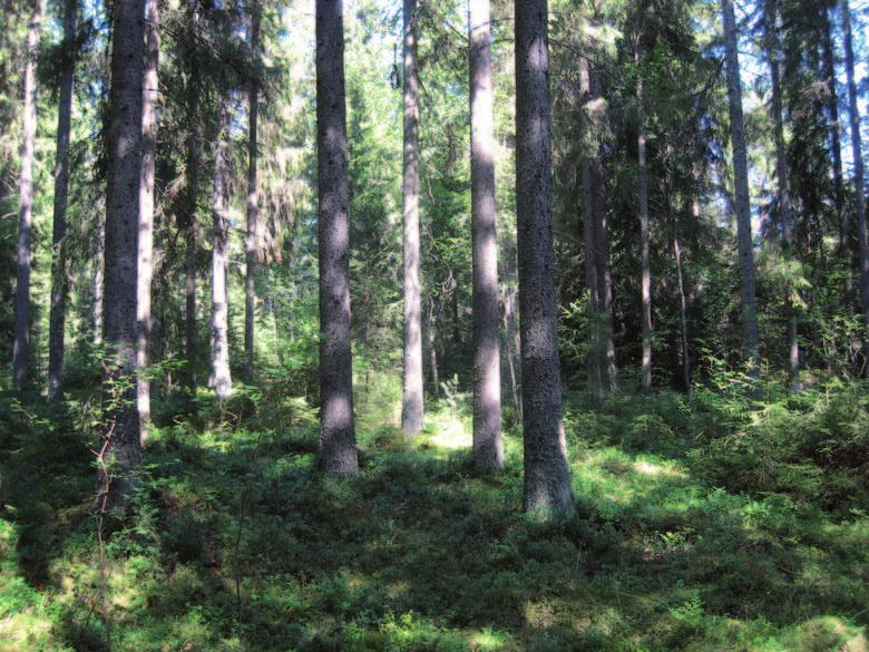Tuoreilla kankailla kuusikoissa lehtipuuston osuus on suurimmillaan pienvesien ja pienten peltoalueiden läheisyydessä. Näillä alueilla tavataan monin paikoin myös liito-oravaa.