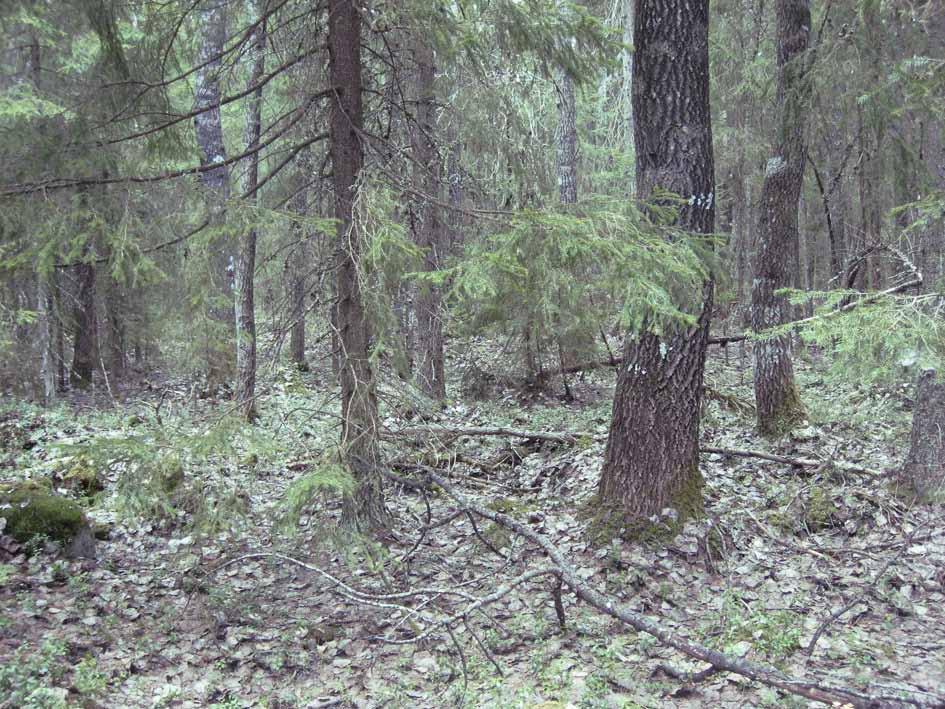 Avoimilla nevoilla kenttäkerroksen lajisto on niukkaa ja yleisimpiä lajeja mätäspinnoilla ovat tupasluikka, suokukka, pyöreälehtikihokki, kanerva ja vaivaiskoivu.