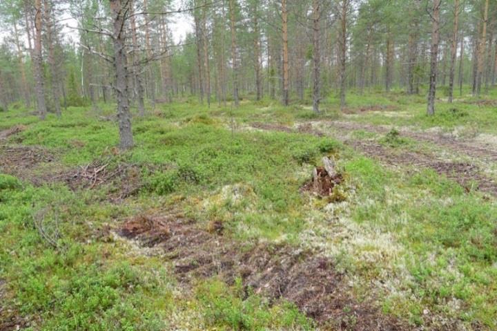 Ohjeellinen voimalapaikka sijaitsee kuivahkolla (EVT) mäntyvaltaisella kankaalla, jossa kasvaa sekapuuna hieskoivua. Alueelle on vasta tehty harvennushakkuita.