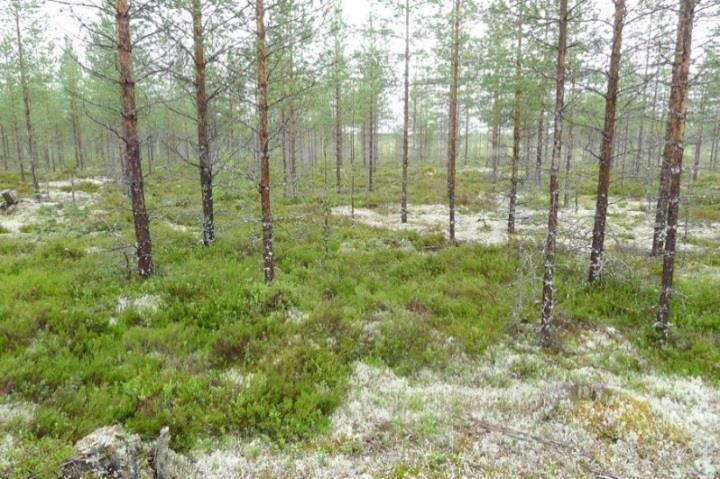 Tuulivoimalan huoltotieyhteys on tarkoitus toteuttaa pistona suunnittelualuetta halkovalta metsäautotieltä. Huoltotieyhteys sijoittuu turvekankaalle.