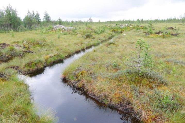 harmaaporonjäkälää. Alueelle on vasta tehty harvennushakkuita. Lisäksi alueen koillisosaan sijoittuu noin 100 -vuotiasta metsätaloustoimin hoidettua metsää.