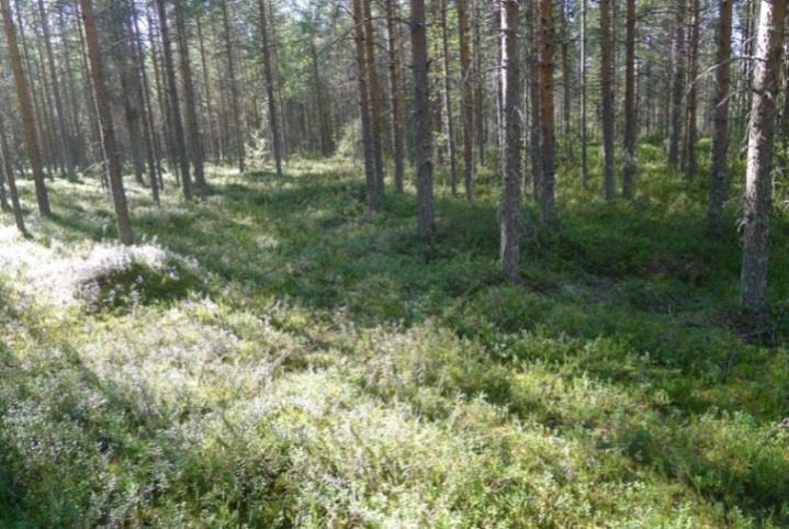 Lajistoon lukeutuvat kanerva, puolukka, variksenmarja, mustikka, harmaaporonjäkälä, valkoporonjäkälä ja seinäsammal.