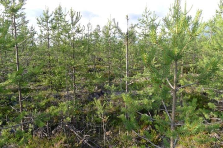 Alueella on lisäksi turvekangasta, johon lajistoon kuuluu suopursu, mustikka, puolukka, juolukka, tupasvilla, pallosara, variksenmarja, seinäsammal, jokasuonrahkasammal, korpikarhunsammal ja