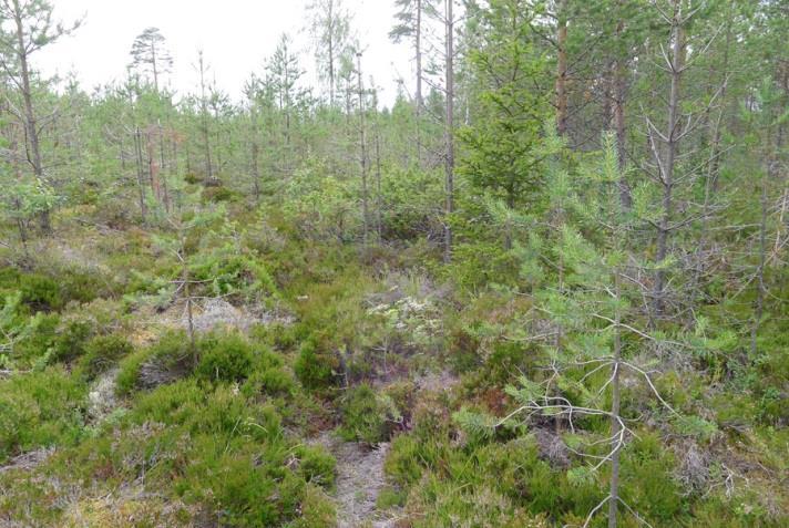 Tuulivoimalalle johtava tieyhteys sijoittuu osin samoihin luontotyyppeihin kuin yllä kuvailtu, osin turvekankaalle.