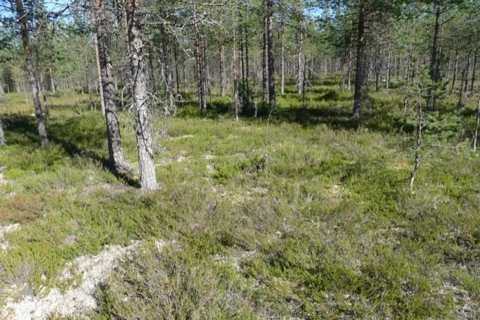 16 Tuulivoimaloiden alue 17 Alue sijoittuu varttuneeseen kuivan kankaan männikköön (ECT). Kenttäkerroksen valtalajina on kanerva. Lisäksi tavataan variksenmarjaa ja puolukkaa.