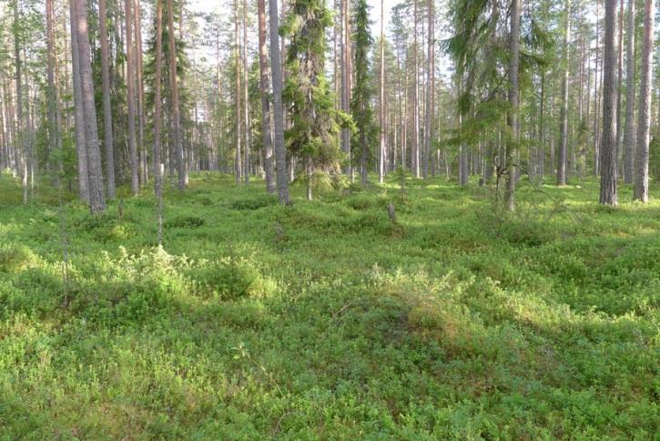 Alueen eteläkärjessä on rämemuuttuma. Tuulivoimaloiden alue 22 Alue sijoittuu varttuneen kuivahkon (EVT) kankaan.