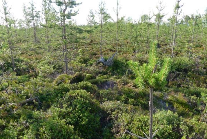 Alueen itäosassa on lisäksi ojitusalueella rämemuuttumaa. Tuulivoimalalle johtava tieyhteys sijoittuu samoille metsätyypeille kuin tuulivoimaloiden alue 22.