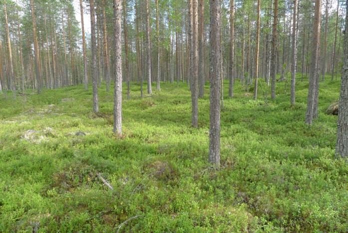 Tuulivoimaloiden alue 26 Alueella kasvaa varttunutta mäntyä kuivahkolla kankaalla (EVT). Painanteissa esiintyy tuoreen kankaan (MT) kasvillisuutta.