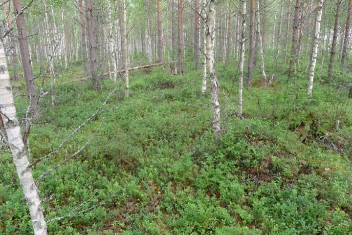 Tuulivoimaloiden alue 31 Alueella esiintyy kuivahkon kankaan (EVT) nuorta kasvatusmännikköä, jossa kasvaa sekapuuna hieskoivua. Kenttäkerros on puolukkavaltainen.