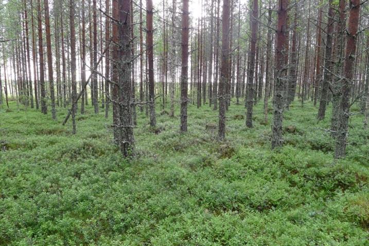 Tuulivoimalalle johtava tieyhteys sijoittuu samanlaisille metsä- ja suotyypeille tavanomaisineen kasvilajistoineen kuin tuulivoimaloiden alue 35.