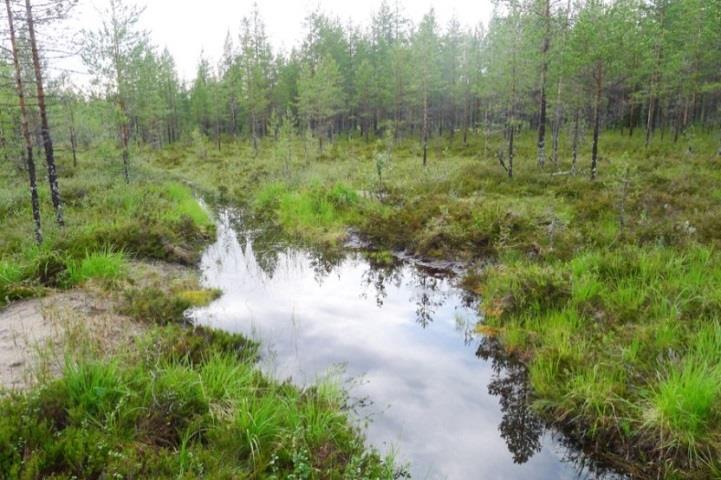 21 Tuulivoimalalle johtava tieyhteys sijoittuu samanlaisille kuivahkolle ja kuivalle kankaalle kuin tuulivoimaloiden alue 37.