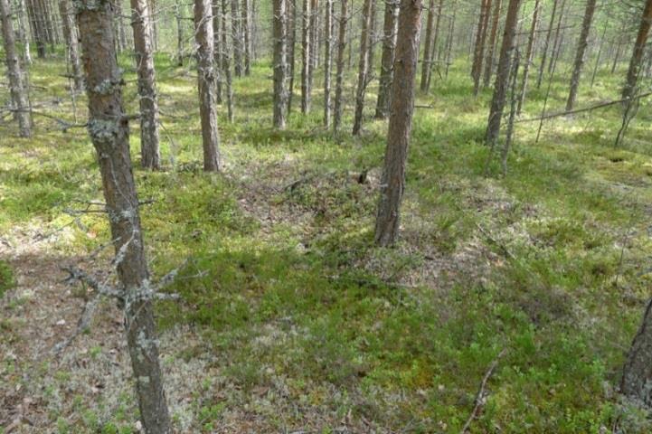 Alueen yleiseen kasvilajistoon lukeutuvat puolukka, variksenmarja, kanerva, metsälauha, suopursu, juolukka, vaivaiskoivu, hilla, seinäsammal, harmaaporonjäkälä, varvikkorahkasammal