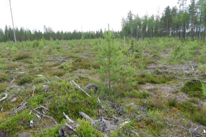 Lajistoon lukeutuvat mänty, kanerva, puolukka, variksenmarja, valko- ja harmaaporonjäkälä ja seinäsammal.