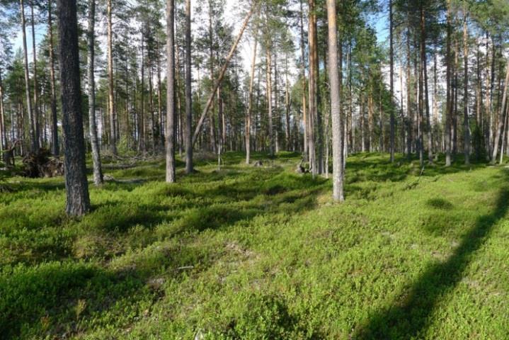 harmaaporonjäkälää. Kasaus- ja kokoamisalue 5 Alue sijoittuu nuoreen kasvatusmännikköön.