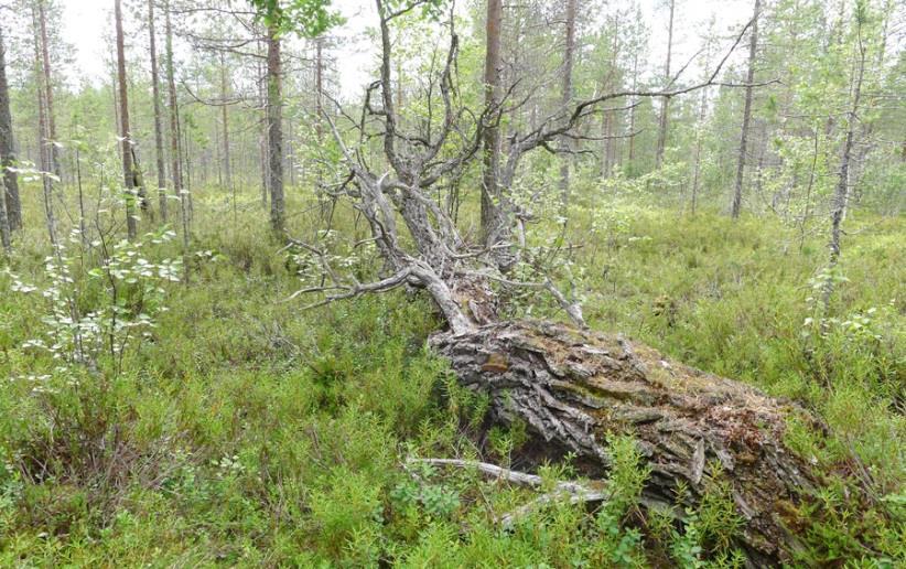 Edellä mainittujen lähtötietojen, muiden maastoselvitysten yhteydessä tehtyjen havaintojen sekä kartta- ja ilmakuvatarkastelun pohjalta laadittiin alustava arvio selvitysalueen potentiaalisesti