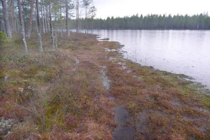 Suoalalla edustavat pääasiassa oligotrofinen kalvakkaneva, lisäksi suoalueella esiintyy ainakin niukkaravinteista suursaranevaa, rahkarämettä sekä Sphagnumrimpinevaa (Kuva 3-2).