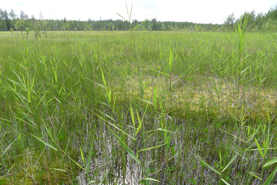 5 Lisäksi suunnittelualueen läheisyyteen sijoittuva Kiiminkijoki sivuhaaroineen on sisällytetty osaksi Natura-verkostoa (FI1101202, SCI).