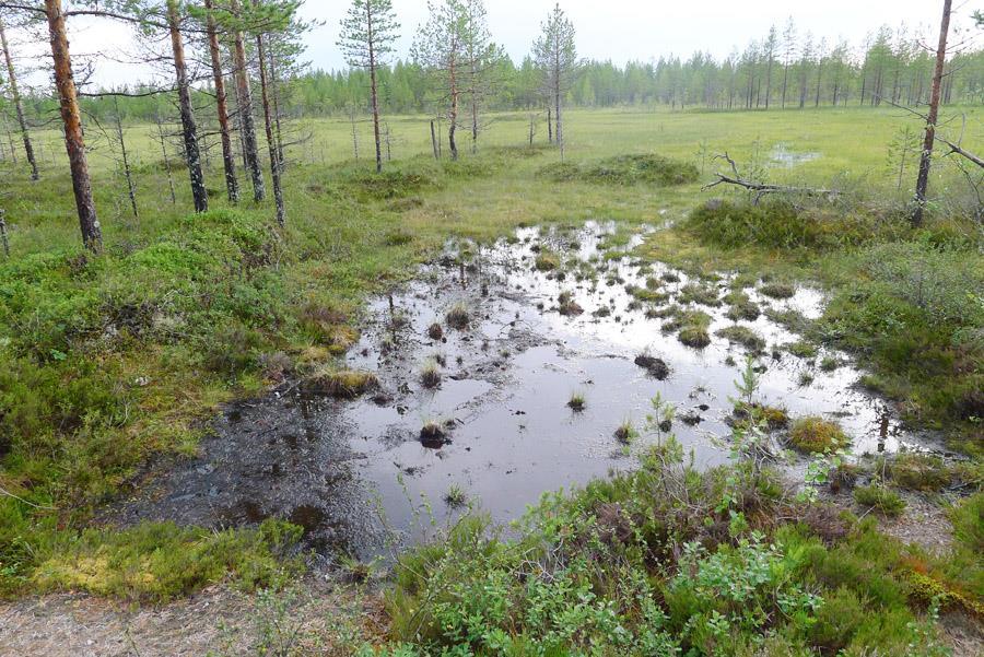 6 2. Eteläosan arvokas suo Tuulivoimaloiden alueen T37 eteläpuolelle sijoittuu noin 3 hehtaarin laajuinen avosuoalue, jonka keskiosat ovat ojittamattomia.