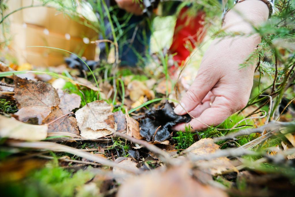 Sieni-persiljavoi kuivattuja sieniä, esim. herkkutatteja tai sikurirouskuja hienonnettua persiljaa huoneenlämpöistä voita tai leipärasvaa hienonna kuivatut sienet esim.