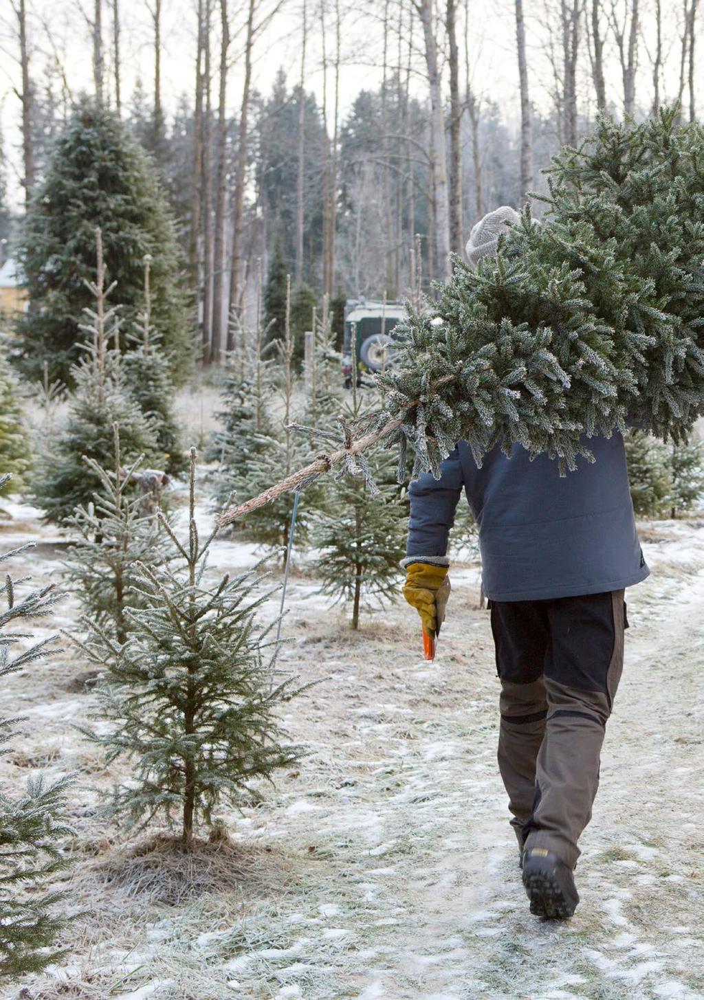 Joulukuusi * kartanot * tervantuoksu * kanelstång * glöggfest * neilikka * joulutori Joulukuusimetsä avoinna 16.12.2018 klo 9 15 Joulukuusimetsä on avoinna keskustan lähellä, Lavansaarentiellä su 16.