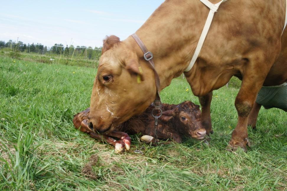 Huono stressi pahentaa kipua Huono stressi pahentaa kipua ja sairauksien oireita Kipua taas voi helpottaa mahdollisuus Leikkiä Hoitaa vasikkaa Ulkoilla Hoitaa laumakaveria ELT Ann-Helena Hokkanen 8.