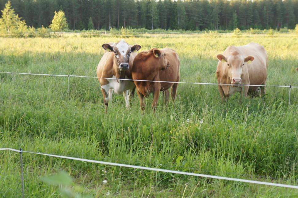 Utaretulehdus on kivulias sairaus Jo lievät utaretulehdukset, joihin liittyy vain muutoksia maidossa ilman yleisoireita tai muutoksia utareessa, aiheuttavat lehmille kipua ELT Ann-Helena