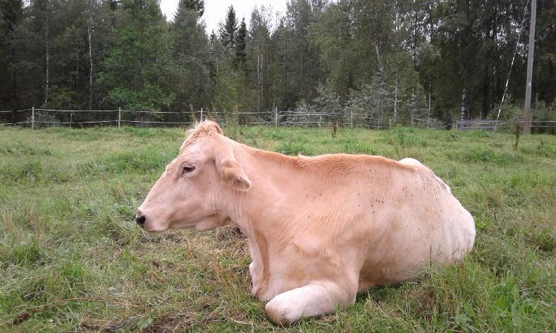 Merkkejä naudan kokemasta kivusta voivat olla Vaisu ja nuutunut yleisolemus Sumeat, väsyneet silmät ja poissaoleva katse Vähentynyt huomio ympäristön tapahtumiin Vähentynyt aktiivisuus tai