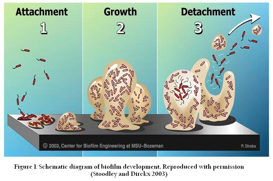 Biofilmi ja