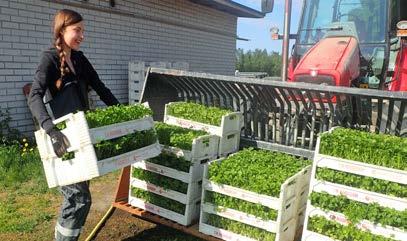 Satakunta on avomaan kasvisten pääviljelyalue Suomessa, joten jos huono satokausi koettelee, ei meidän tuotantovolyymeille korvaavia raaka-aineita valitettavasti tahdo löytyä kotimaasta mistään