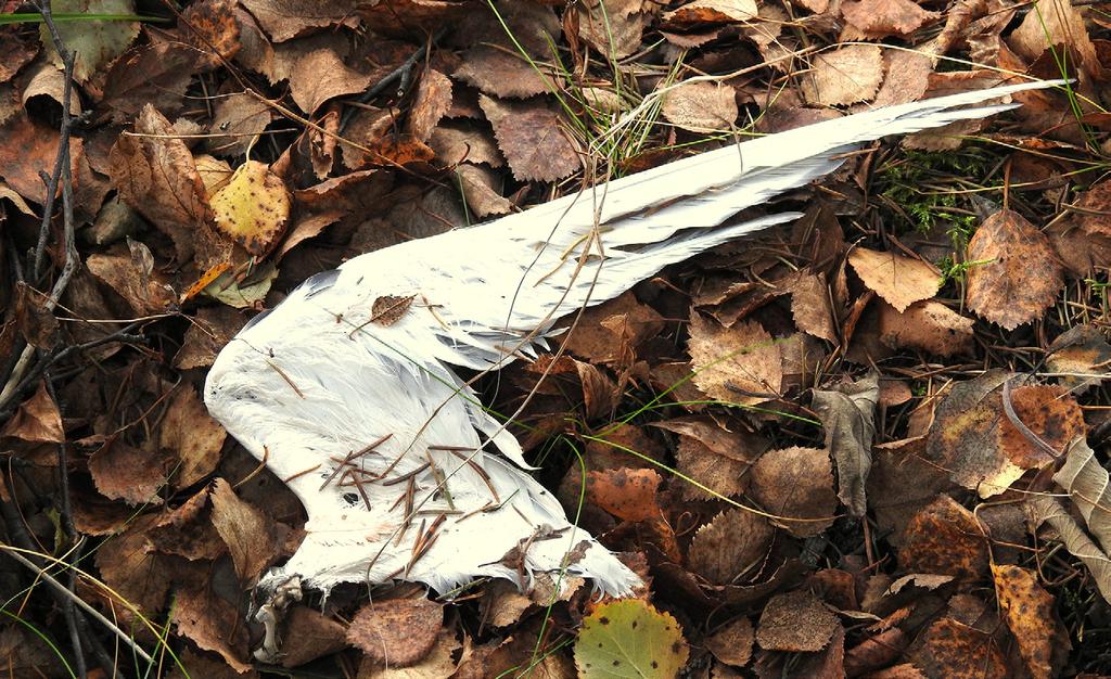 Pyhäinpäivänä Tapahtumat 2018 MUISTELLAAN POISNUKKUNEITA & 7 Pyhäinpäivä on säilyttänyt Suomessa asemansa vainajien muistopäivänä.