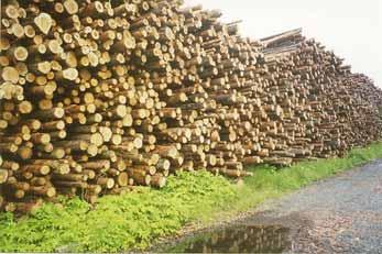 Mäntykuitupuun hankinta ja varastointi Varastoitavat määrät ovat suuria, paljon talvikaatoista puuta Varastot ovat suurimmillaan