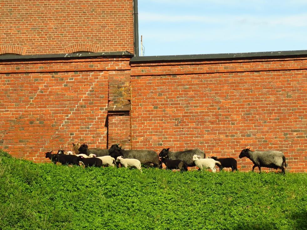 Hämeen linnan vallit Hallinnoija: Senaatti-kiinteistöt Alue on muinaismuistolailla rauhoitettu Pinta-ala: n.