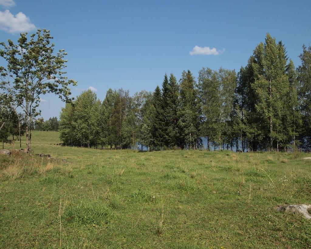 metsäsaarekkeesta ja reuna
