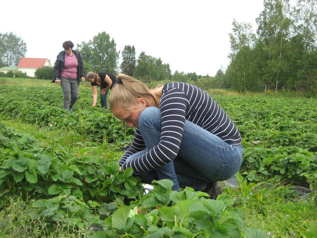 Mansikan syyshoito hanke LEHDISTÖN NIITTO -KOE Kahdella marjatilalla (Kurikka ja Ilmajoki) Polka, istutettu 2016