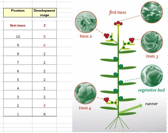 FLOWER MAPPING